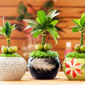 Cây kiểng trang trí bàn làm việc nhỏ đẹp